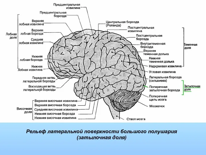 Рельеф латеральной поверхности большого полушария (затылочная доля)