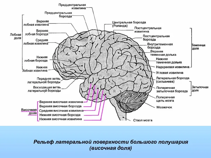 Рельеф латеральной поверхности большого полушария (височная доля)