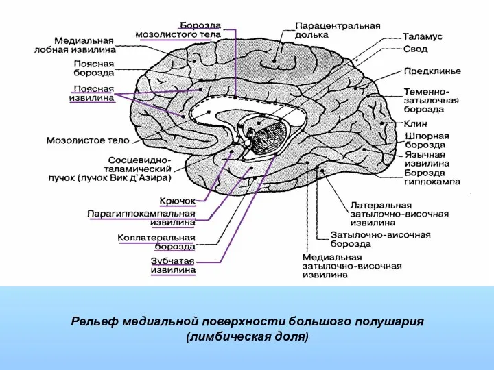 Рельеф медиальной поверхности большого полушария (лимбическая доля)