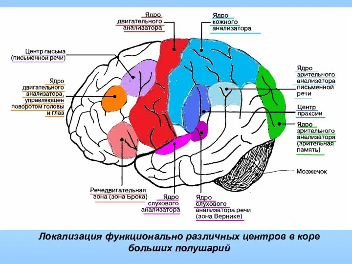 Локализация функционально различных центров в коре больших полушарий