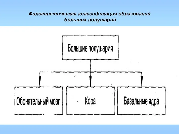 Филогенетическая классификация образований больших полушарий