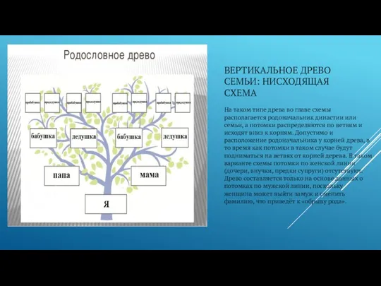 ВЕРТИКАЛЬНОЕ ДРЕВО СЕМЬИ: НИСХОДЯЩАЯ СХЕМА На таком типе древа во главе схемы располагается