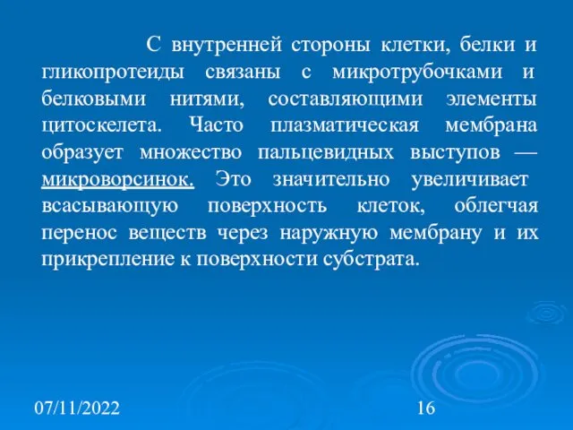 07/11/2022 С внутренней стороны клетки, белки и гликопротеиды связаны с