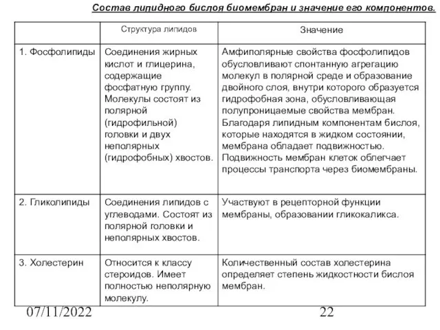 07/11/2022 Состав липидного бислоя биомембран и значение его компонентов.