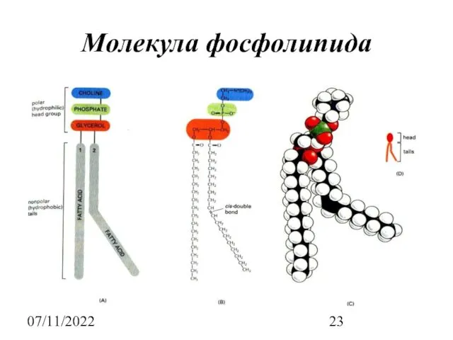 07/11/2022 Молекула фосфолипида