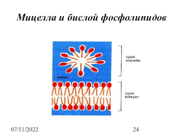 07/11/2022 Мицелла и бислой фосфолипидов