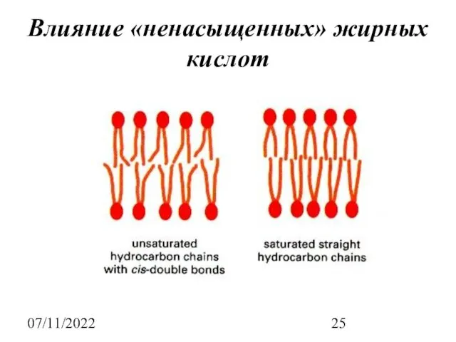 07/11/2022 Влияние «ненасыщенных» жирных кислот