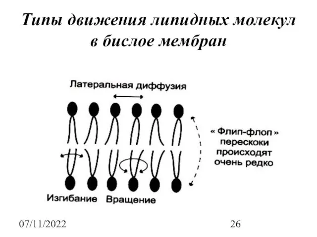 07/11/2022 Типы движения липидных молекул в бислое мембран