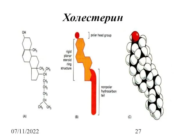07/11/2022 Холестерин