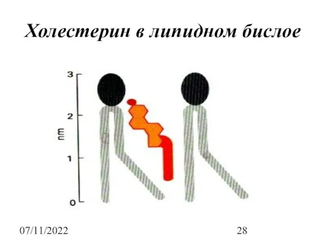 07/11/2022 Холестерин в липидном бислое