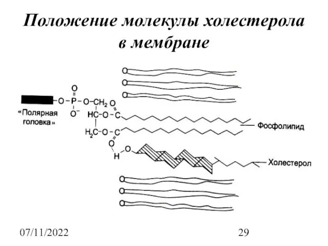 07/11/2022 Положение молекулы холестерола в мембране