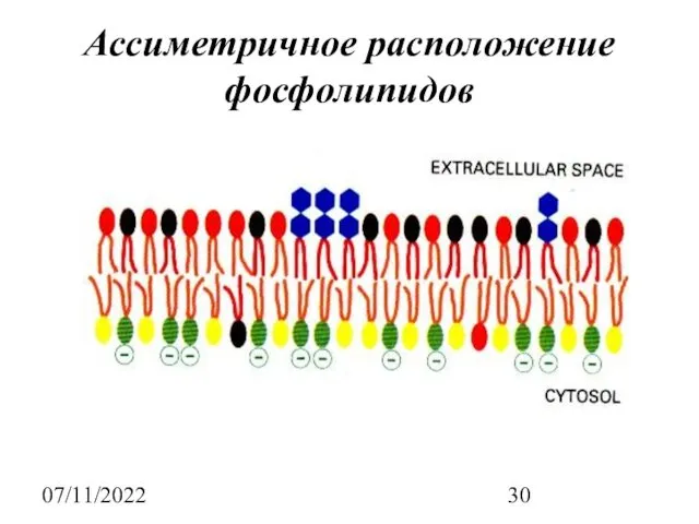 07/11/2022 Ассиметричное расположение фосфолипидов