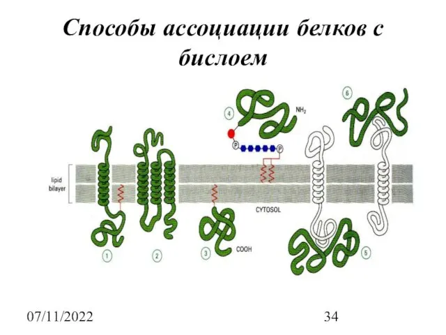 07/11/2022 Способы ассоциации белков с бислоем