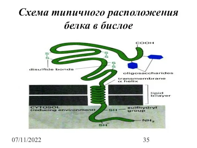 07/11/2022 Схема типичного расположения белка в бислое