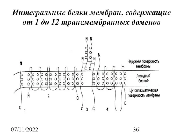 07/11/2022 Интегральные белки мембран, содержащие от 1 до 12 трансмембранных доменов