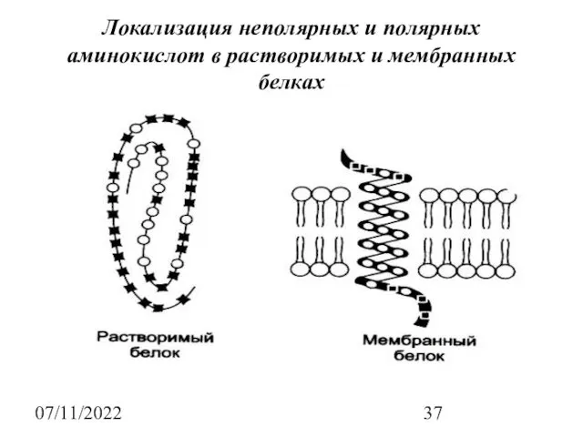 07/11/2022 Локализация неполярных и полярных аминокислот в растворимых и мембранных белках