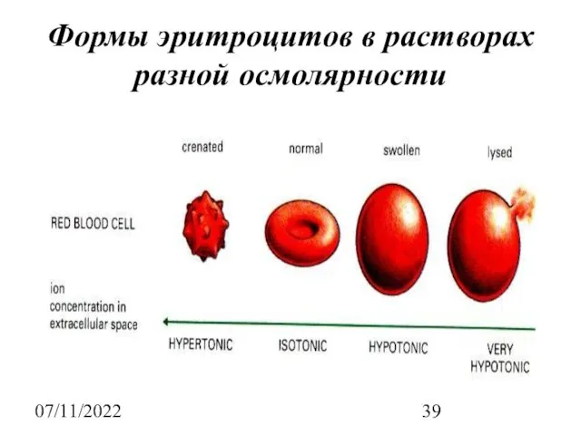 07/11/2022 Формы эритроцитов в растворах разной осмолярности