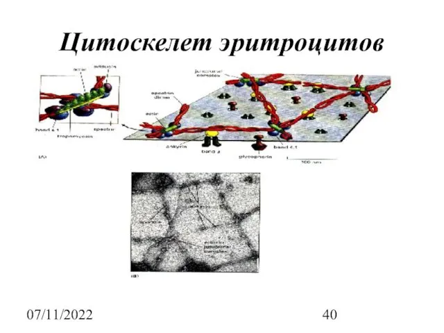 07/11/2022 Цитоскелет эритроцитов