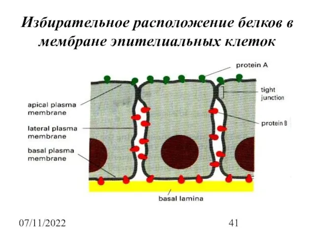 07/11/2022 Избирательное расположение белков в мембране эпителиальных клеток