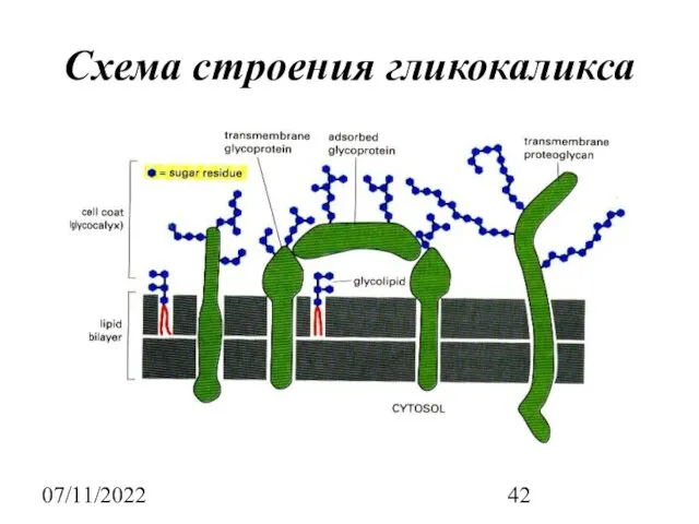 07/11/2022 Схема строения гликокаликса