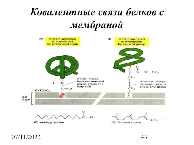 07/11/2022 Ковалентные связи белков с мембраной