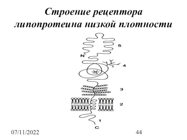 07/11/2022 Строение рецептора липопротеина низкой плотности