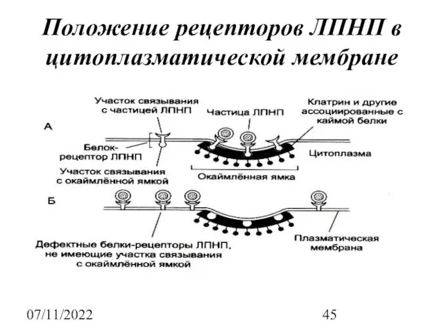 07/11/2022 Положение рецепторов ЛПНП в цитоплазматической мембране