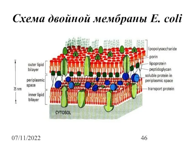 07/11/2022 Схема двойной мембраны E. coli
