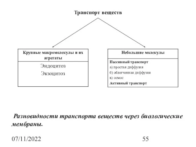 07/11/2022 Транспорт веществ