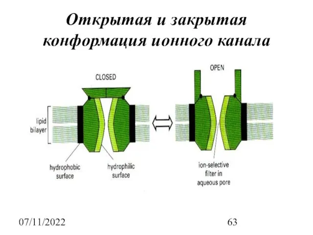 07/11/2022 Открытая и закрытая конформация ионного канала