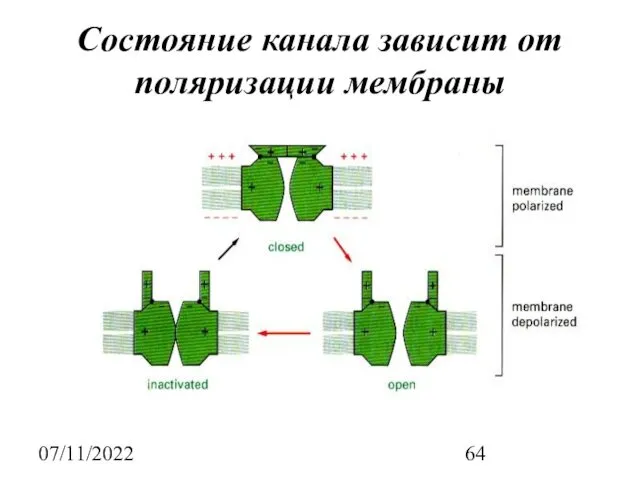 07/11/2022 Состояние канала зависит от поляризации мембраны