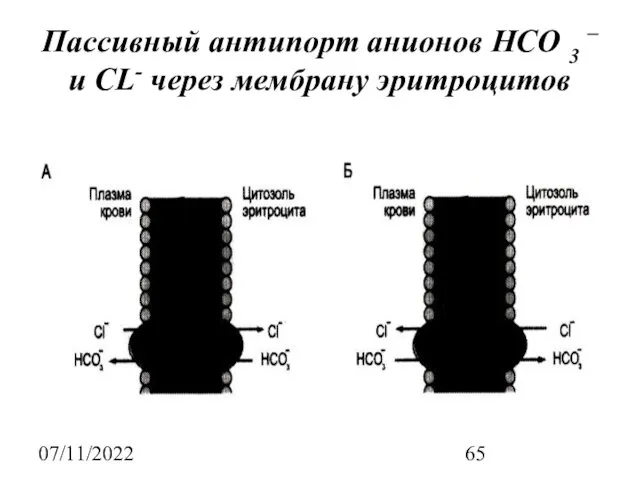 07/11/2022 Пассивный антипорт анионов НСО 3 – и CL- через мембрану эритроцитов
