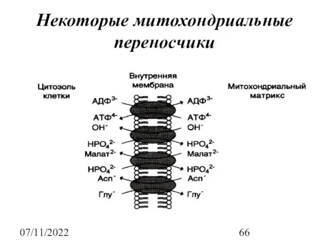 07/11/2022 Некоторые митохондриальные переносчики