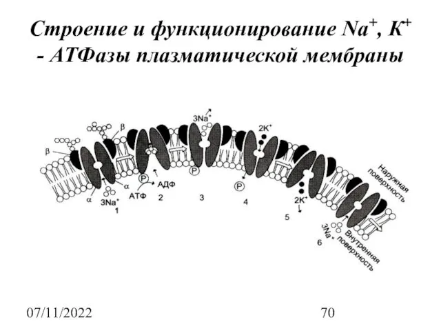 07/11/2022 Строение и функционирование Na+, К+ - АТФазы плазматической мембраны