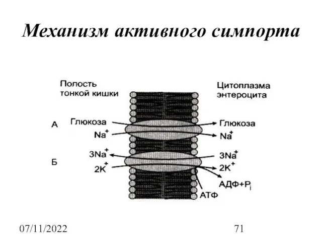 07/11/2022 Механизм активного симпорта