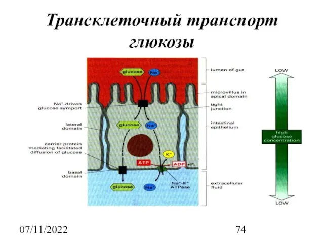 07/11/2022 Трансклеточный транспорт глюкозы