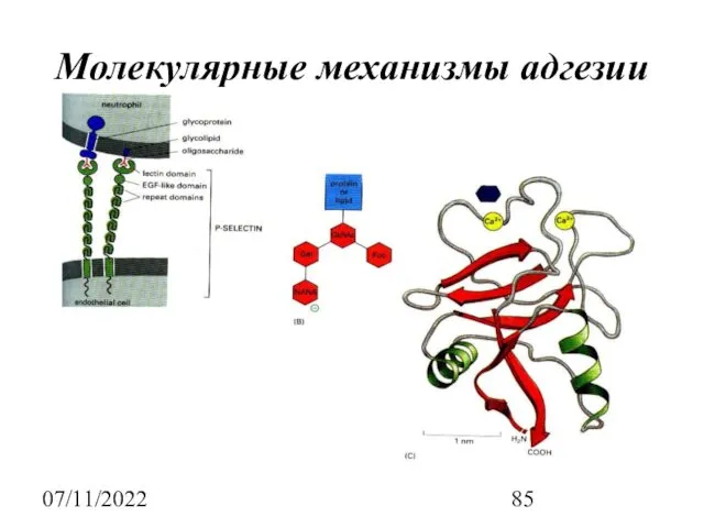 07/11/2022 Молекулярные механизмы адгезии