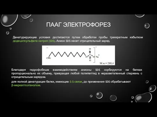 ПААГ ЭЛЕКТРОФОРЕЗ Денатурирующие условия достигаются путем обработки пробы трехкратным избытком