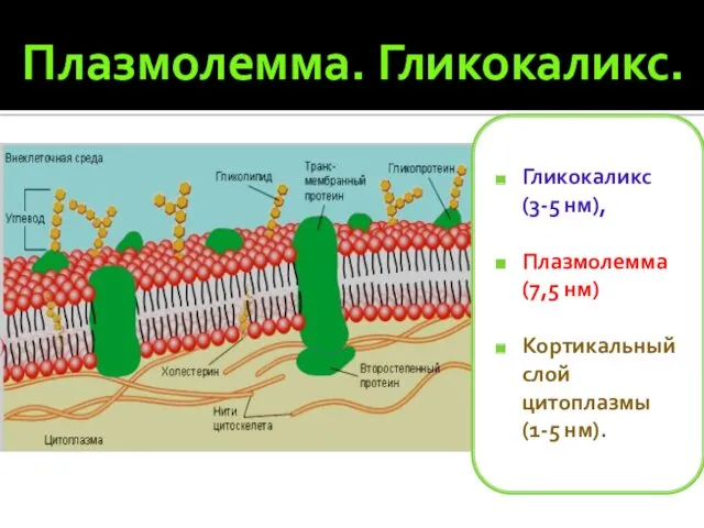 Плазмолемма. Гликокаликс. Гликокаликс (3-5 нм), Плазмолемма (7,5 нм) Кортикальный слой цитоплазмы (1-5 нм).