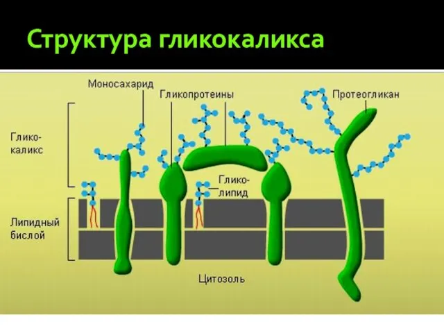 Структура гликокаликса