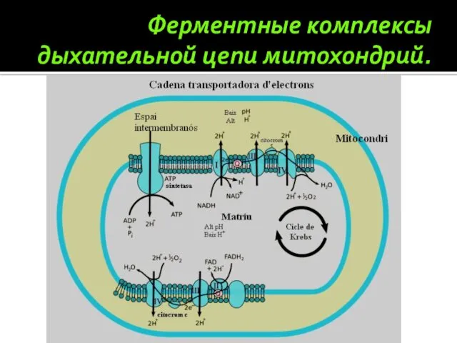 Ферментные комплексы дыхательной цепи митохондрий.