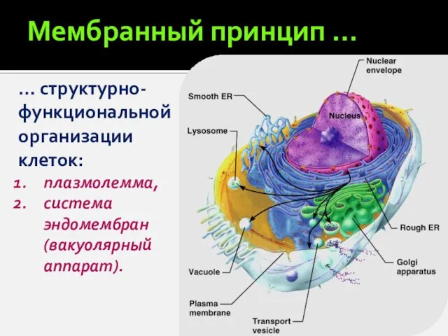 Мембранный принцип … … структурно-функциональной организации клеток: плазмолемма, система эндомембран (вакуолярный аппарат).