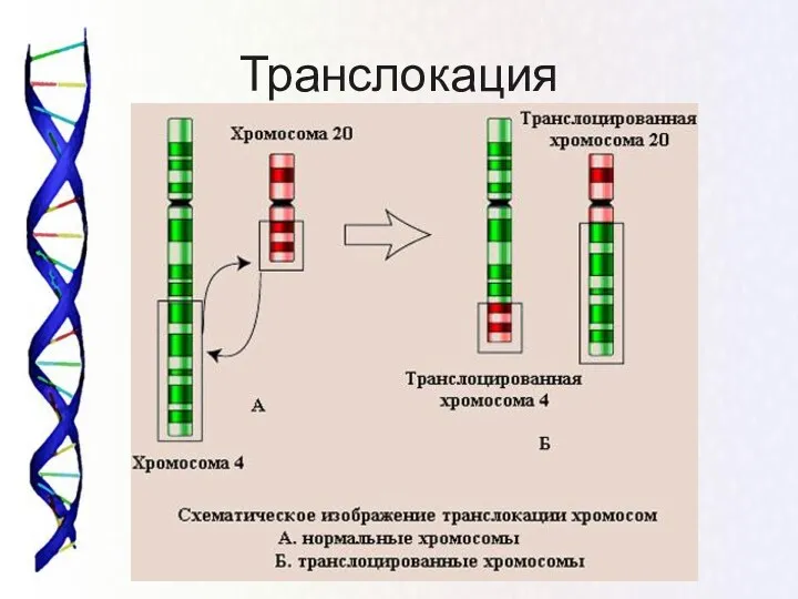 Транслокация