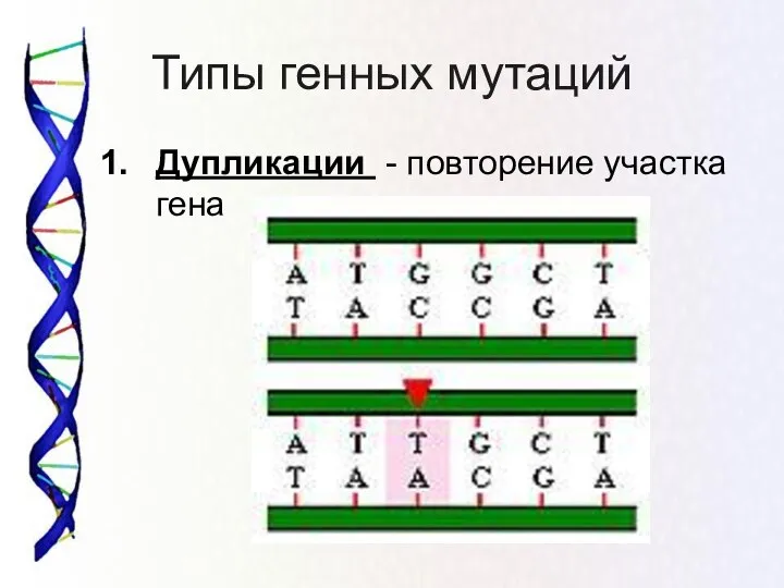 Типы генных мутаций Дупликации - повторение участка гена