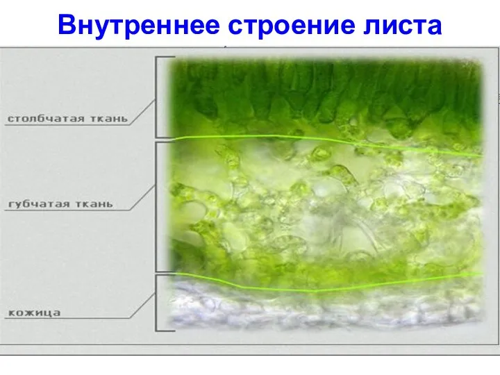 Внутреннее строение листа