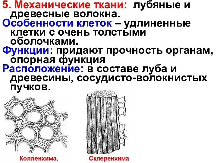 5. Механические ткани: лубяные и древесные волокна. Особенности клеток –