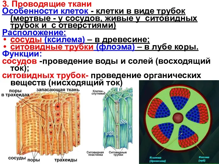 3. Проводящие ткани Особенности клеток - клетки в виде трубок