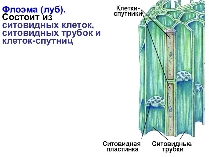 Флоэма (луб). Состоит из ситовидных клеток, ситовидных трубок и клеток-спутниц