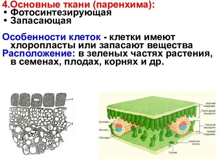 4.Основные ткани (паренхима): Фотосинтезирующая Запасающая Особенности клеток - клетки имеют