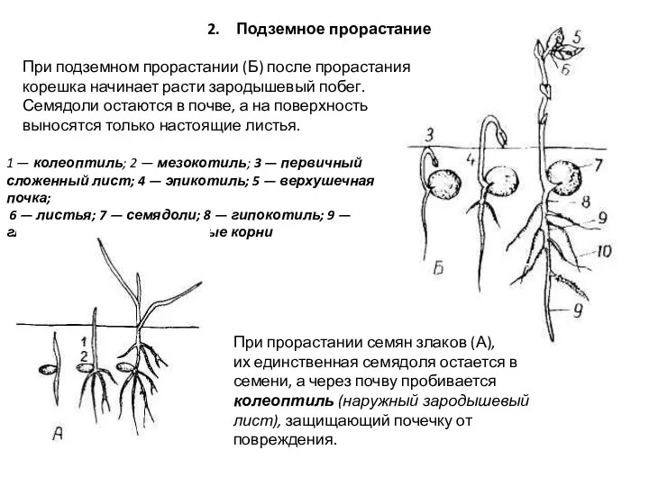 Подземное прорастание 1 — колеоптиль; 2 — мезокотиль; 3 —